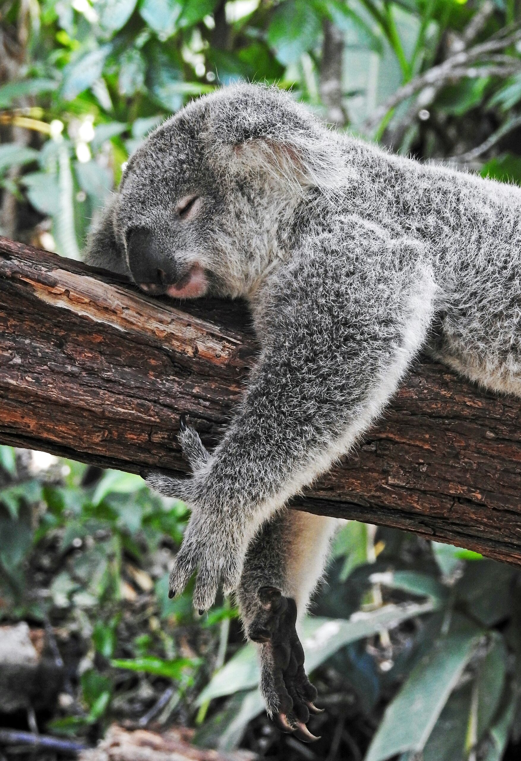 Koalabär schläft auf Baum